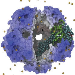 Osmolyte passage times
through MscS Cytoplasmic domain.