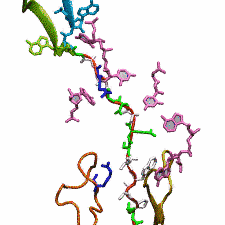 SecM in the ribosome