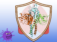 Lung surfactant protein