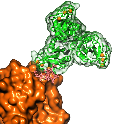 Lung surfactant protein, an influenza virus inhibitor