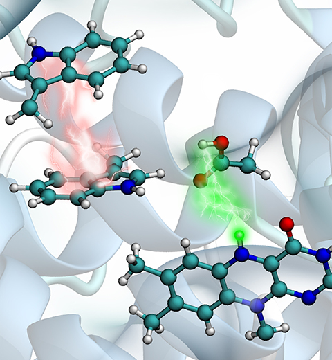 Electron and proton transfers in cryptochrome.