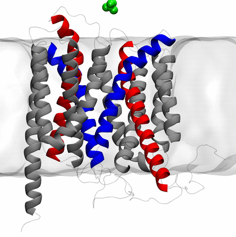 GlpT protein embedded in membrane