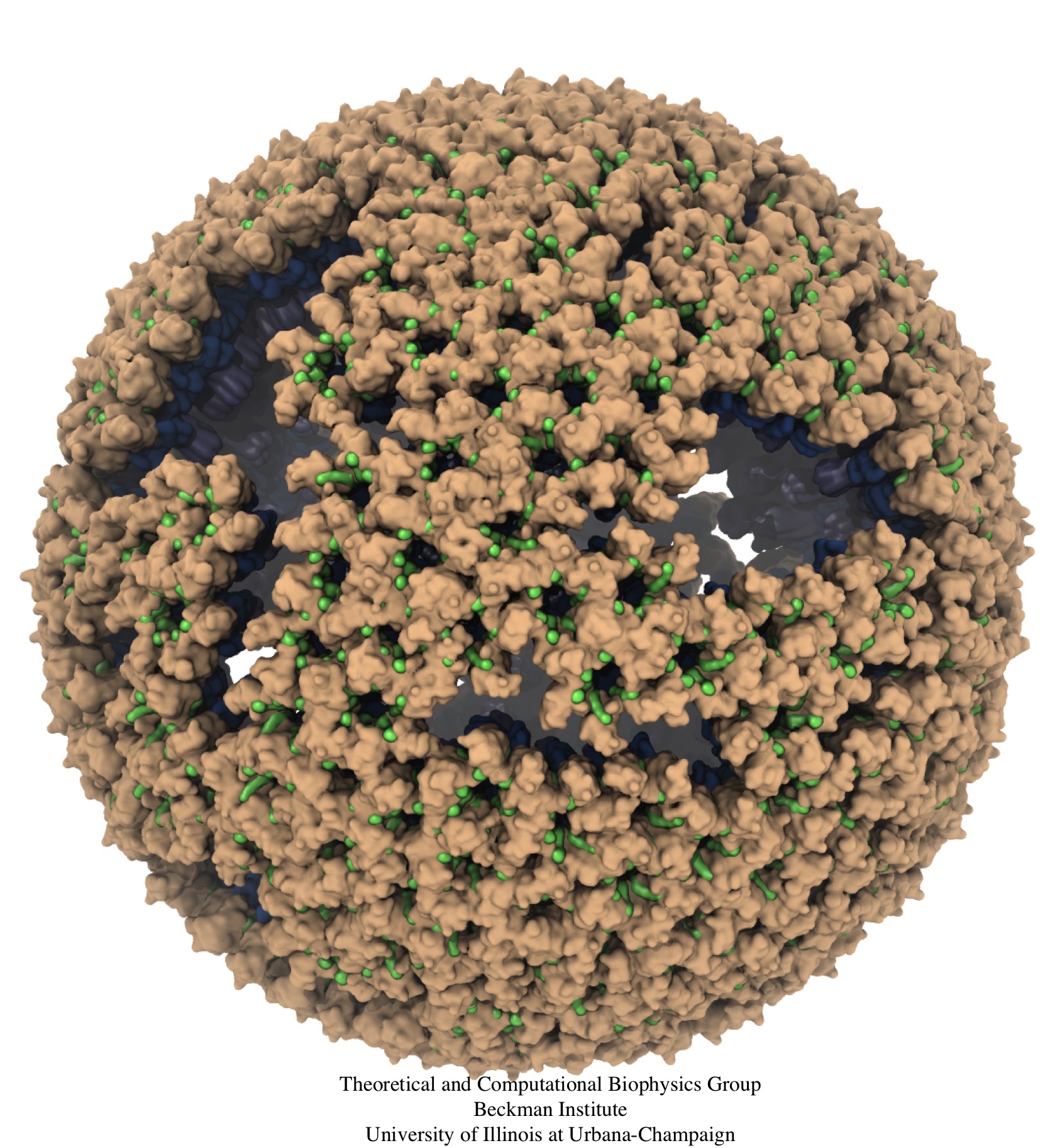 Lung surfactant protein, an influenza virus inhibitor