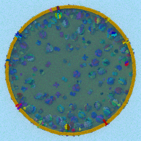 Protocell cross section