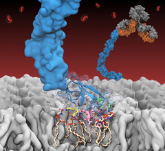 β2GPI Membrane Binding