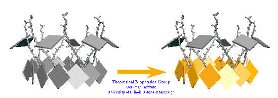 Excitation Transfer between Light-Harvesting
Complexes